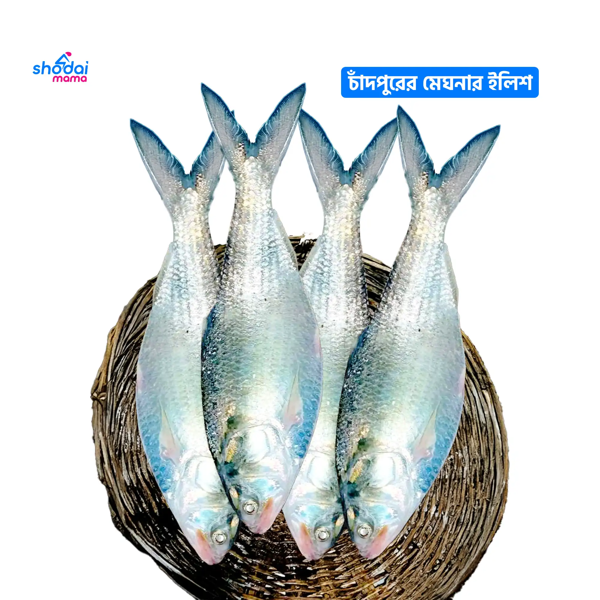 Meghna River Pure Ilish